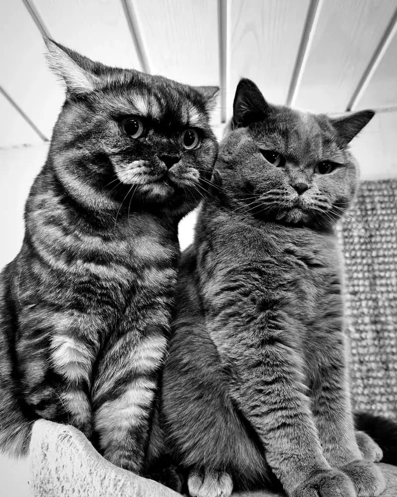 Isegrim Catch & Marley